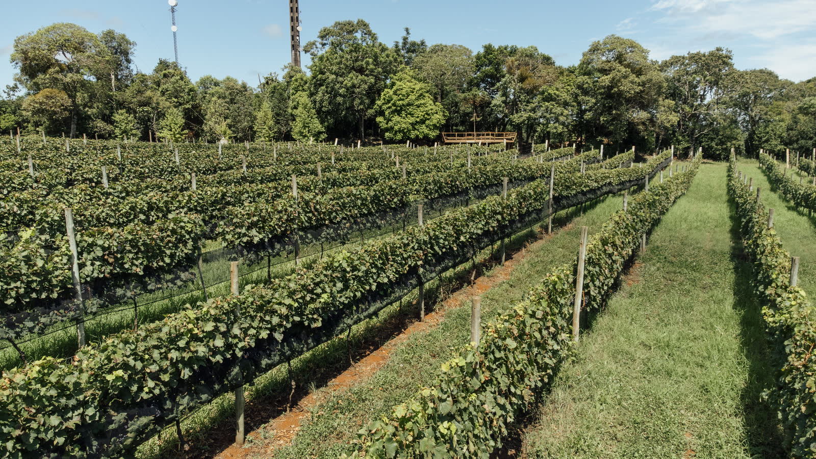 Vinhedos da Enoteca Maestá na Serra das Nascentes